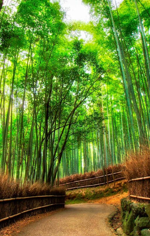 Sagano Bamboo Forest en Japón