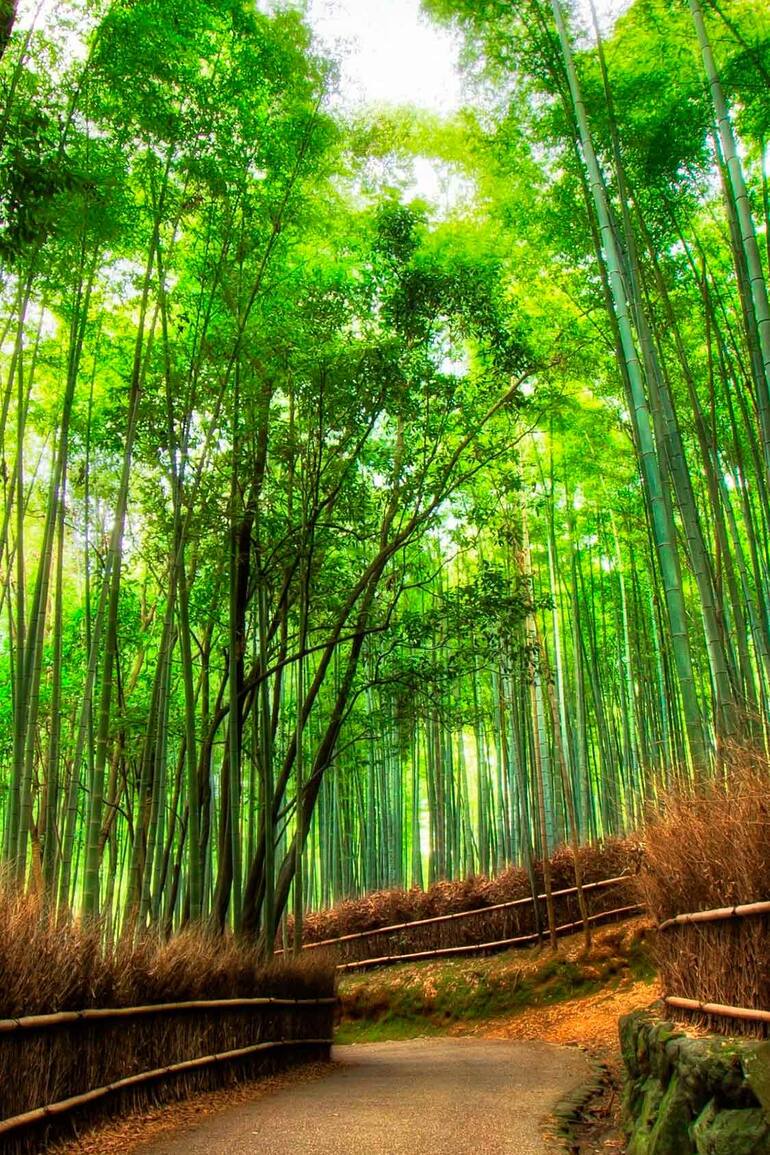 Sagano Bamboo Forest en Japón