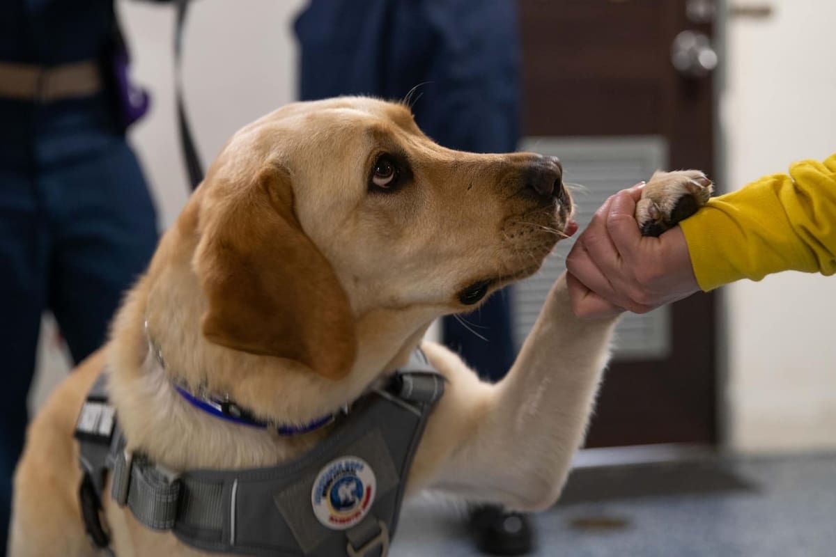Sage es una Labrador Retriever que aliviará el estrés de los tripulantes de un buque de la marina estadounidense