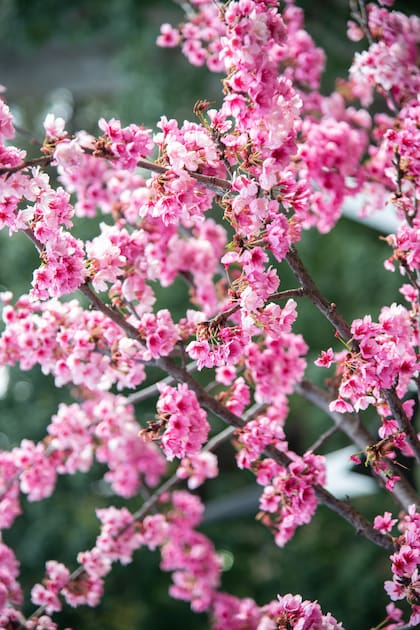 Sakuras en flor en el Jardín Japonés de Buenos Aires