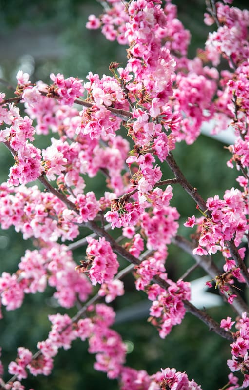 Sakura