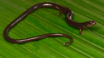 Salamandra gusano, una de las especies en extinción que abita en la Ciudad Blanca