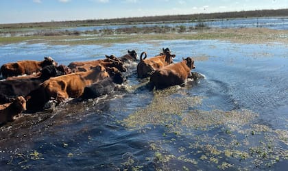 Salida de hacienda de las islas, en Victoria, Entre Ríos, por temor a la crecida del Río Paraná