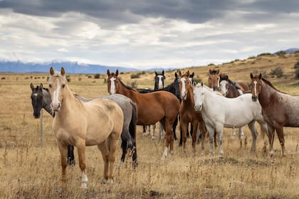Salir a andar a caballo es una opción para conocer los alrededores de Pristine El Calafate Luxury Camp.