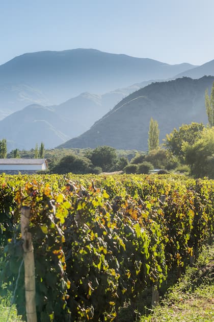 Salta. Bodegas y viñedos se extienden en los  Valles Calchaquíes, donde se elaboran vinos de altura, con el torrontés como cepa insignia