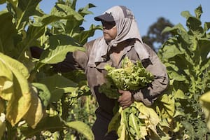 SALTA, FINCA LA SECUNDINA, ESTANCIA, HOSPEDAJE DE CAMPO, TABACO, CABALGATA, GIANNI BULACIO, 202
