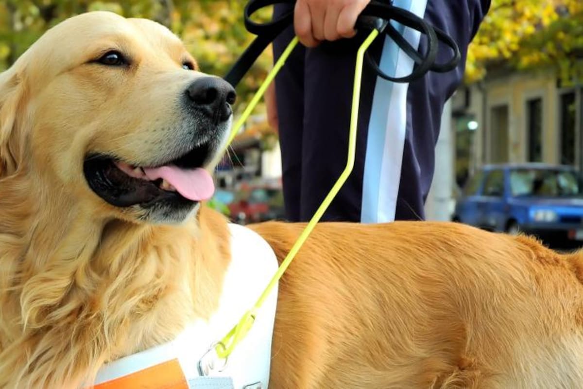 Salty era un labrador dorado