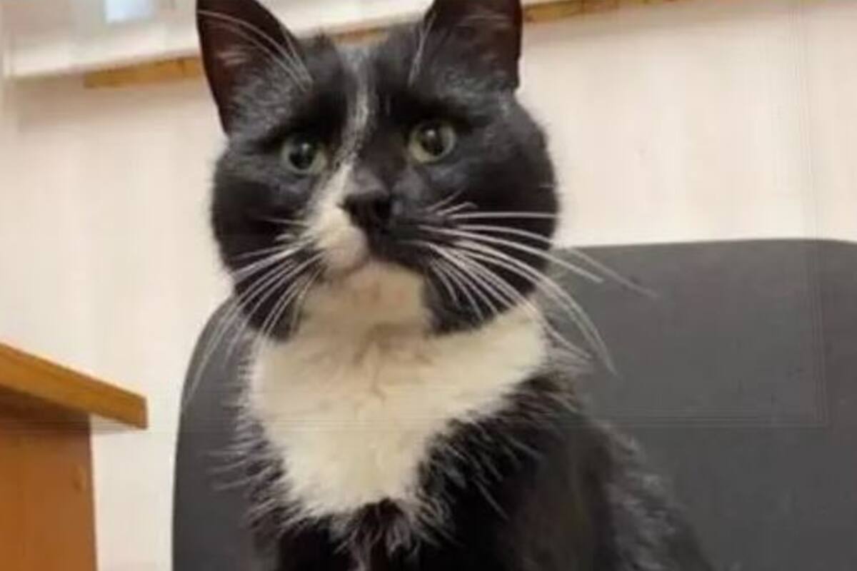 Salvaron de milagro a un gatito y formará parte del Ministerio de Medio Ambiente y Economía