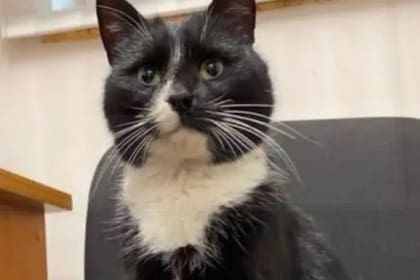 Salvaron de milagro a un gatito y formará parte del Ministerio de Medio Ambiente y Economía