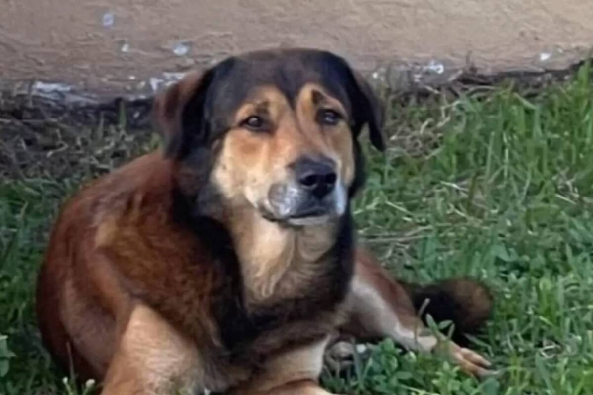 Salvatore, así fue bautizado por los rescatistas el perro que esperó durante semanas a la familia que lo abandonó en el estado de Florida