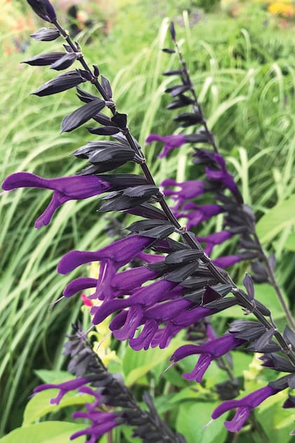 Salvia