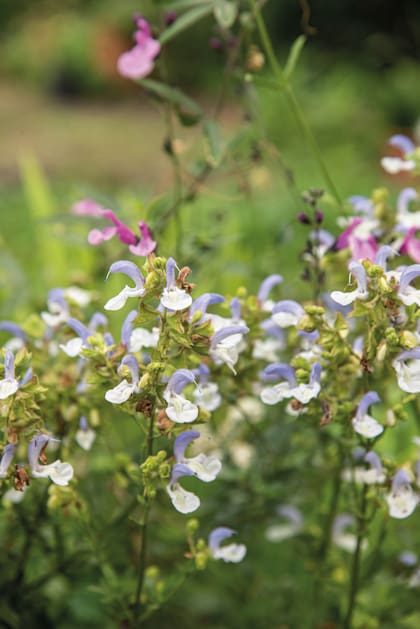 Salvia chamelaeagnea
