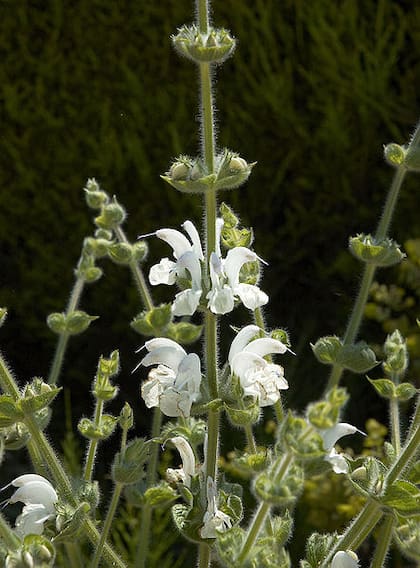 Salvia argentea
