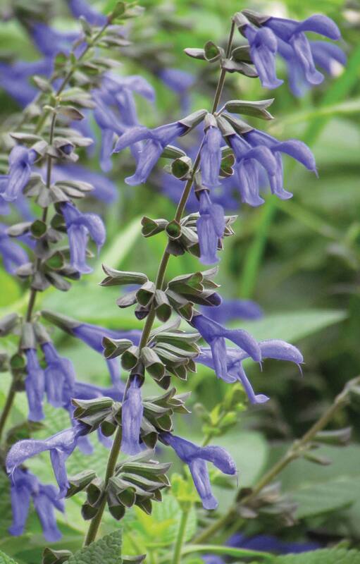 Salvia guaranitica, o salvia azul. Cuando se buscan plantas ornamentales para cerca del agua, que incluso llegan a inundarse, conviene recurrir a especies adaptadas a estas condiciones críticas.