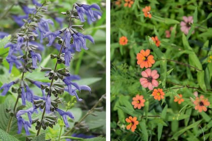 Salvia guaranitica y Zinnia peruviana ofrecen abundante néctar y funcionan como estaciones de alimentación para las mariposas