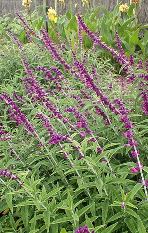 Salvia leucantha, una de las especies que conviene podar en esta época