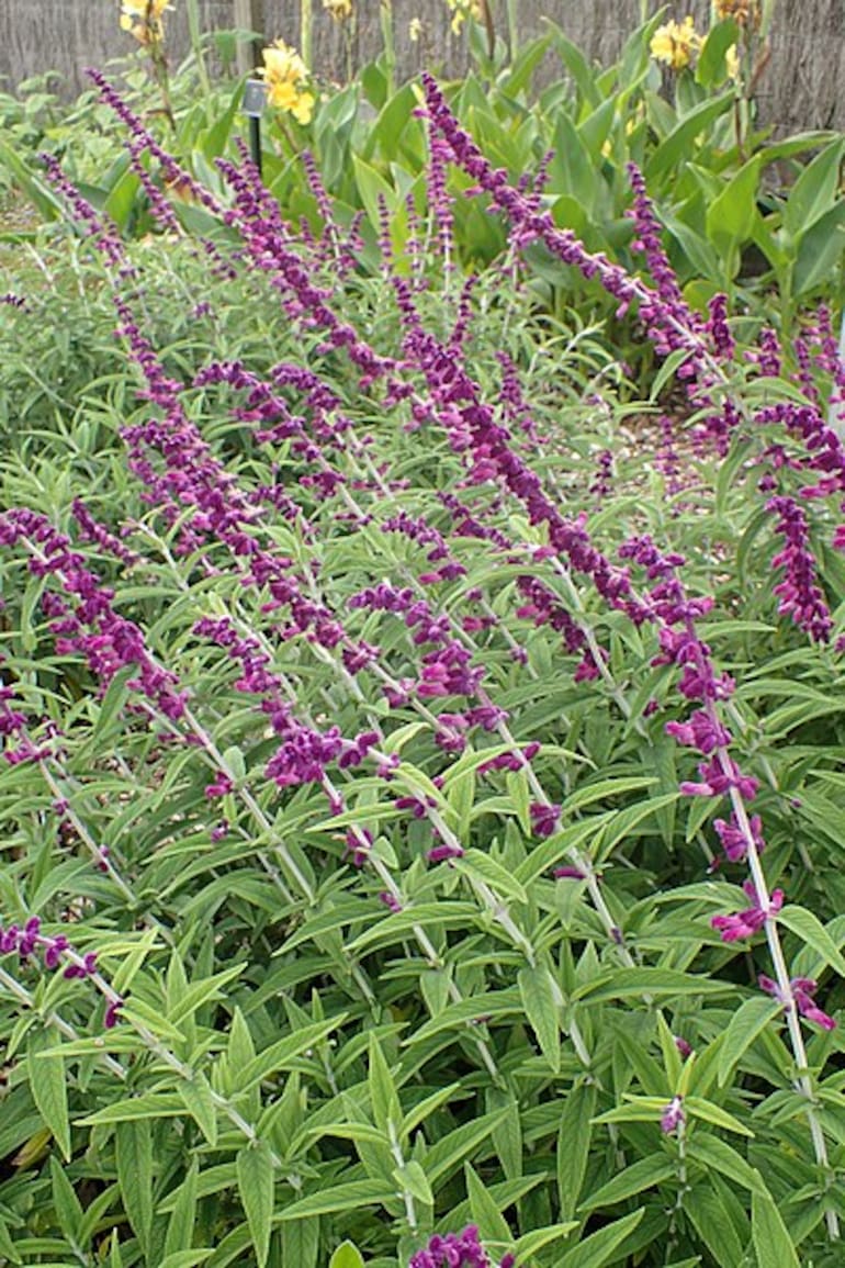 Salvia leucantha, una de las especies que conviene podar en esta época