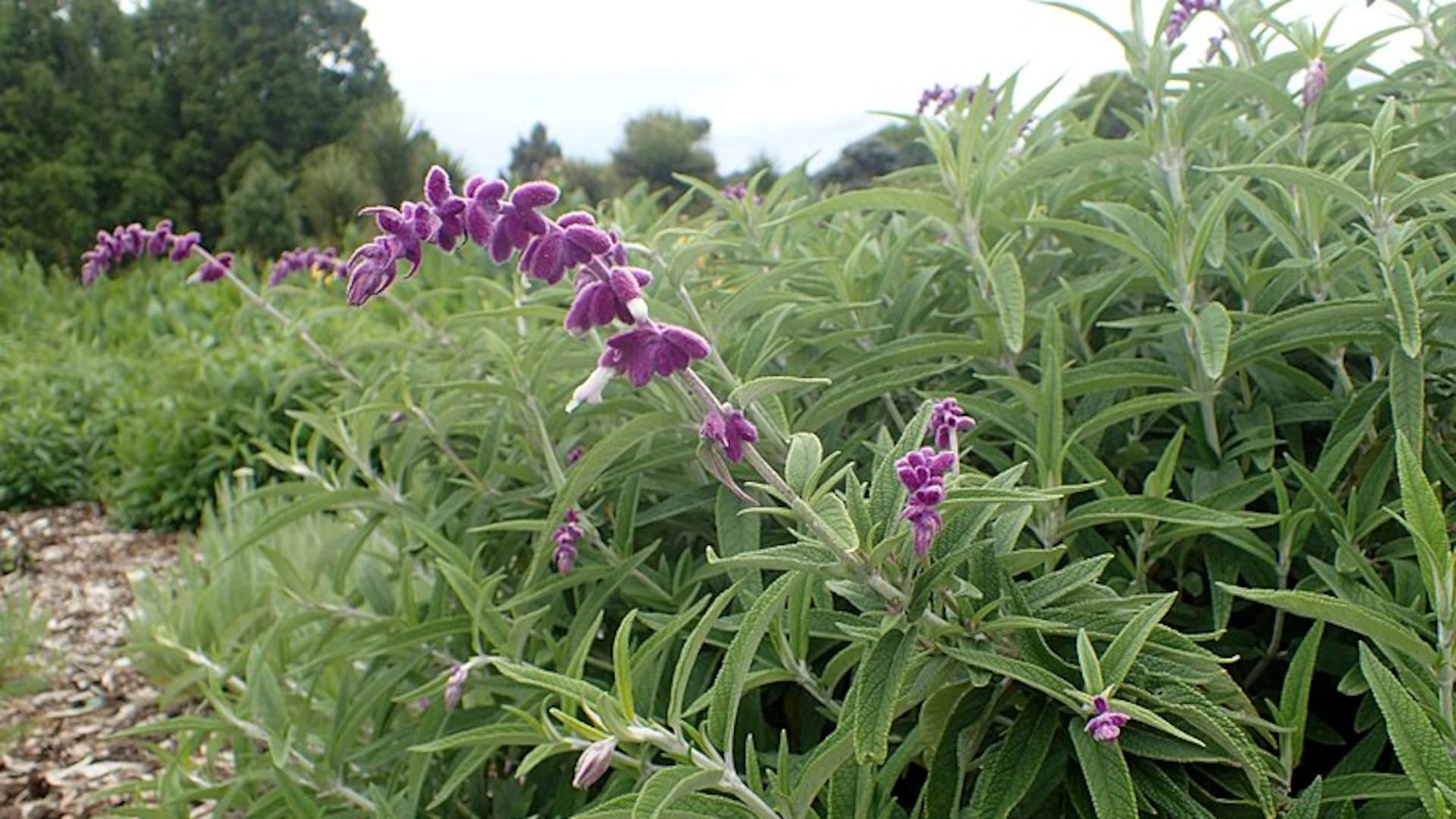 Salvia leucantha, una de las especies que conviene podar en esta época