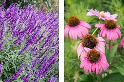 Salvia leucantha y Echinacea purpurea. Dos variedades fáciles de conseguir en viveros que resultan muy atractivas para las mariposas desde primavera hasta otoño