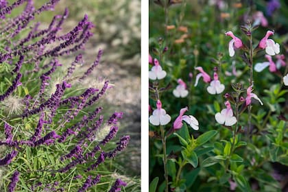 Salvia leucantha y salvia microphylla sweet laura