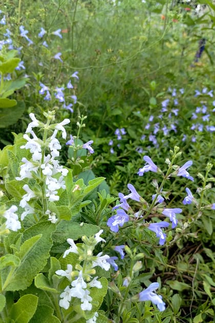 Salvia muirii y repens