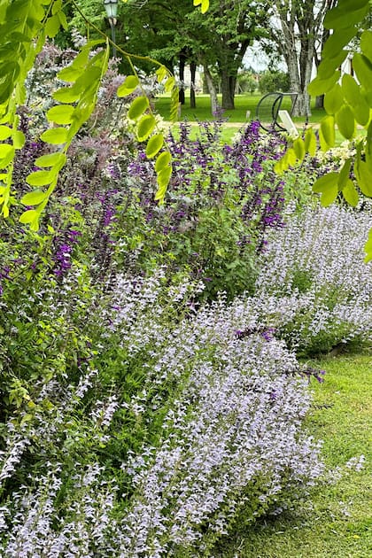 Salvia "Nelson" es extremadamente florífera y resistente