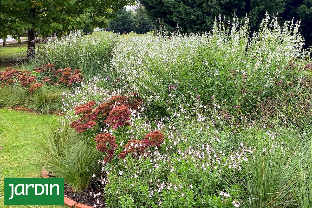 Salvia x jamensis ‘Off White’ y Salvia pallida blanca en un cantero combinado.