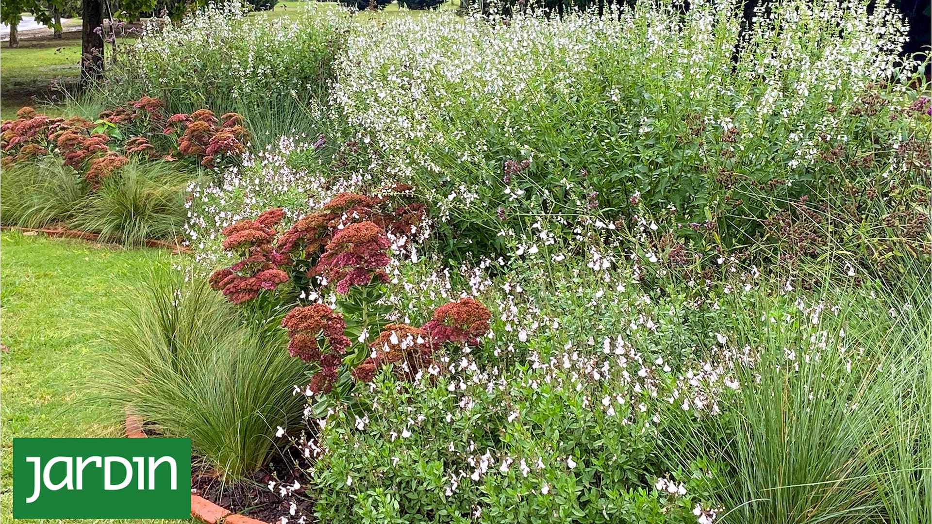 Salvia x jamensis ‘Off White’ y Salvia pallida blanca en un cantero combinado.