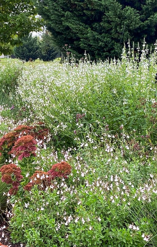 Salvia x jamensis ‘Off White’ y Salvia pallida blanca en un cantero combinado.