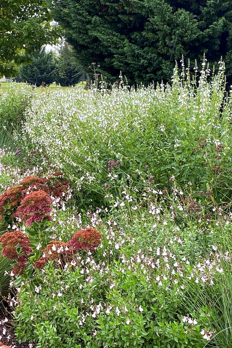 Salvia x jamensis ‘Off White’ y Salvia pallida blanca en un cantero combinado.