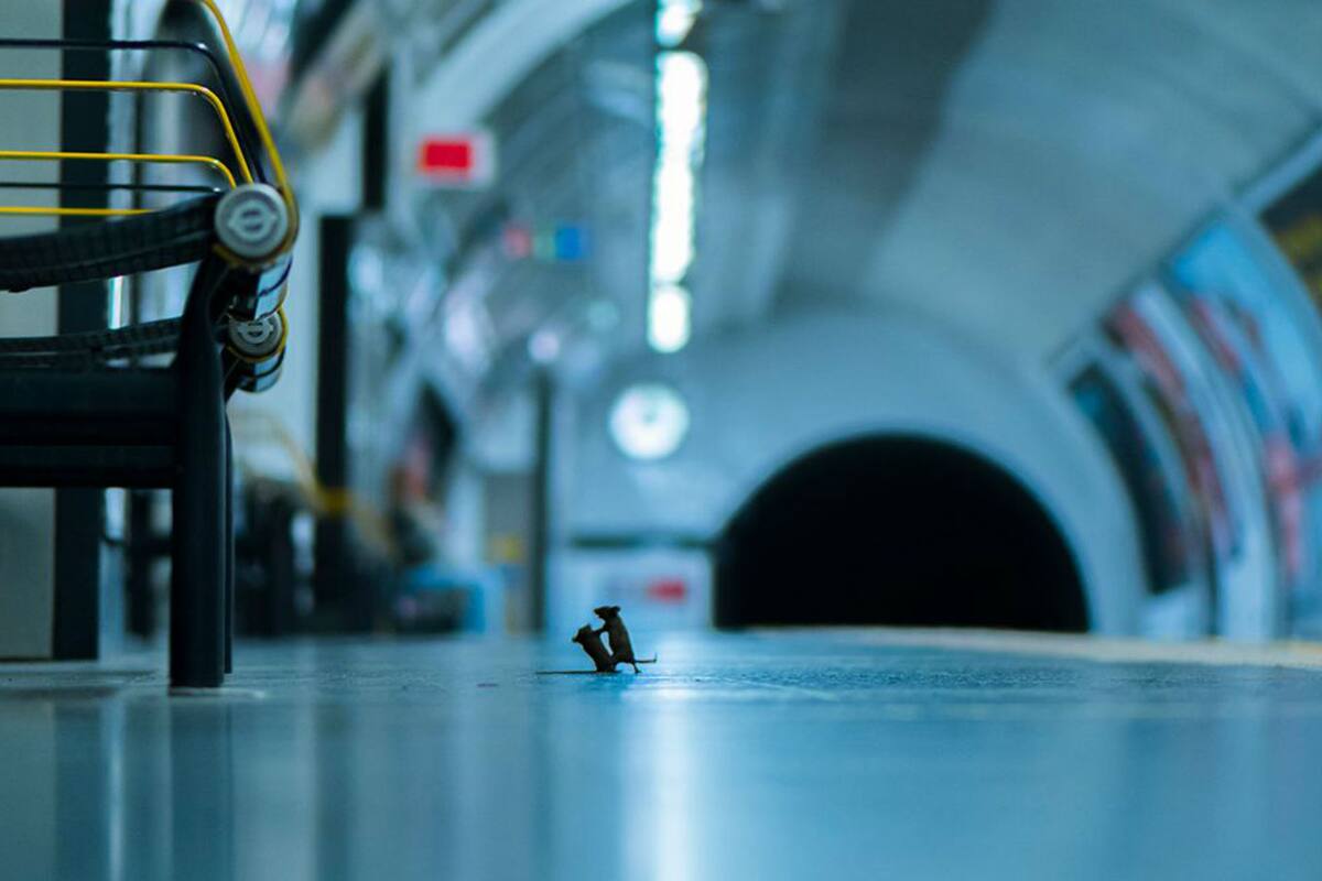 Sam Rowley pasó cinco noches tendido en el piso de un andén en el metro de Londres para lograr esta imagen