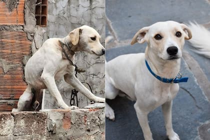 Samir recibió el amor de una familia que lo curó del maltrato humano