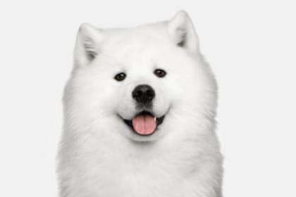 Samoyedo