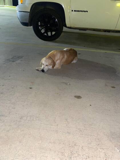 Samson, como bautizaron al perro, estaba triste y confundido.