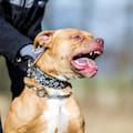 Un niño de 3 años murió tras ser atacado por un pitbull
