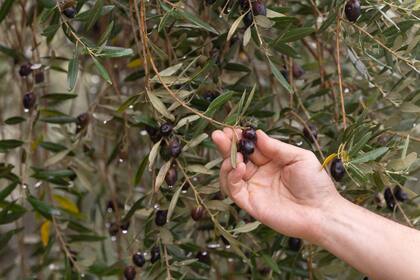 San Juan y Mendoza son referentes en la producción, pero Río Negro también busca un lugar