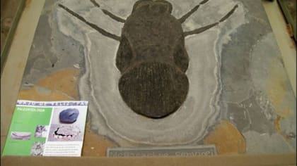 San luis quiere que Córdoba le "devuelva" una araña petrificada encontrada en su territorio