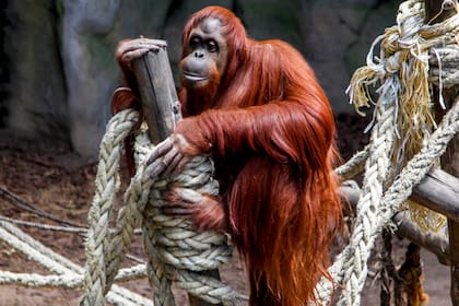 La orangutana, Sandra, será trasladada al Sedgwick County Zoo, en Kansas, para cumplir una cuarentena y luego se derivará al Centro para Grandes Simios, en Florida. Para cumplir este proceso, el Gobierno de la CIudad contratará una empresa por casi $2 millones