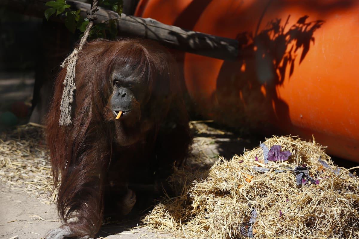Sandra, la primera orangutana declarada persona no humana, marcó un precedente en el derecho animal