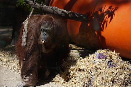 Sandra, la primera orangutana declarada persona no humana, marcó un precedente en el derecho animal