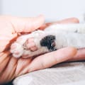 Sandra Mitchell, veterinaria, explicó por qué los gatos tienen menos dedos