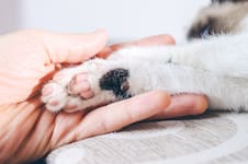 Sandra Mitchell, veterinaria, explicó por qué los gatos tienen menos dedos: “Cumple una función que echaría de menos si no estuviera”