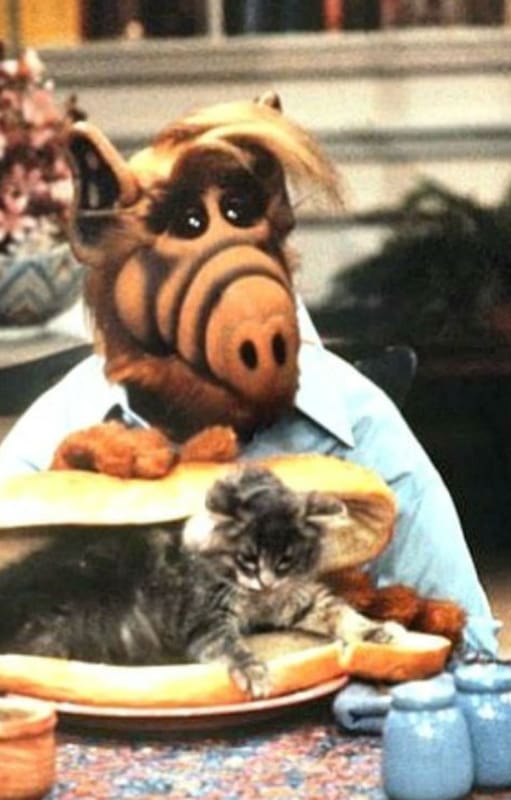Alf trata sin éxito de comer su plato favorito, el sándwich de gato