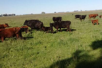 Sanidad, alimentación, manejo, genética y decisiones para mejorar la cría