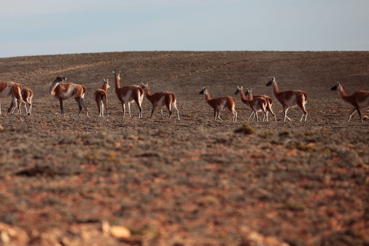 Santa Cruz. Polémica por la prorroga de la ley que prohíbe crear nuevas áreas naturales