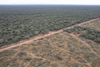 Santiago del Estero registró el 45% de los bosques nativos deforestados en cuatro provincias del norte argentino, según el reporte de Greenpeace