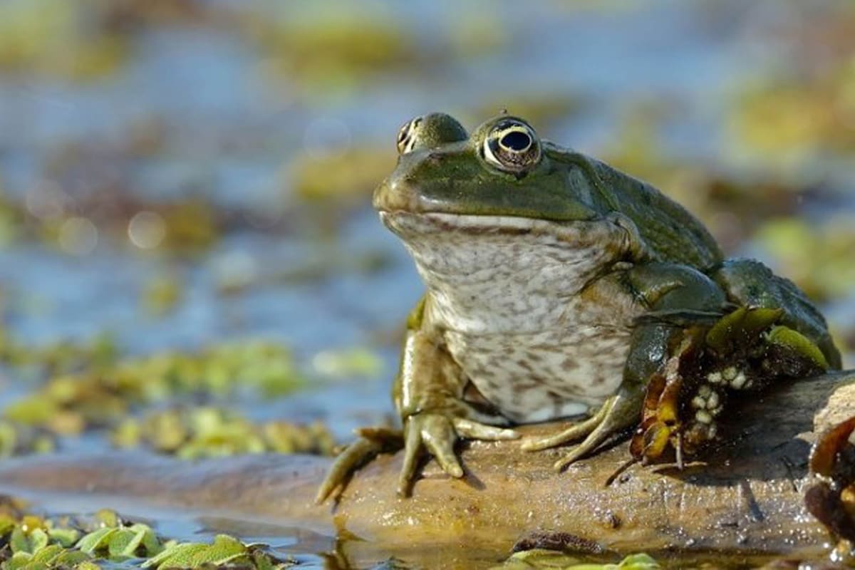 Sapos y ranas contra el dengue y el zika