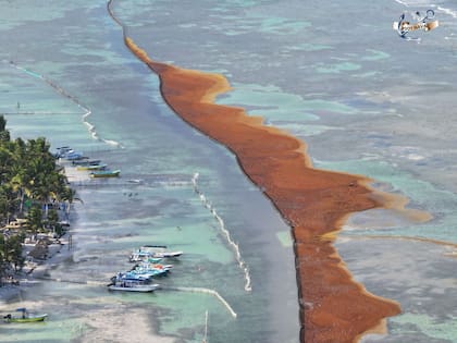 Sargazo en el Caribe Mexicano