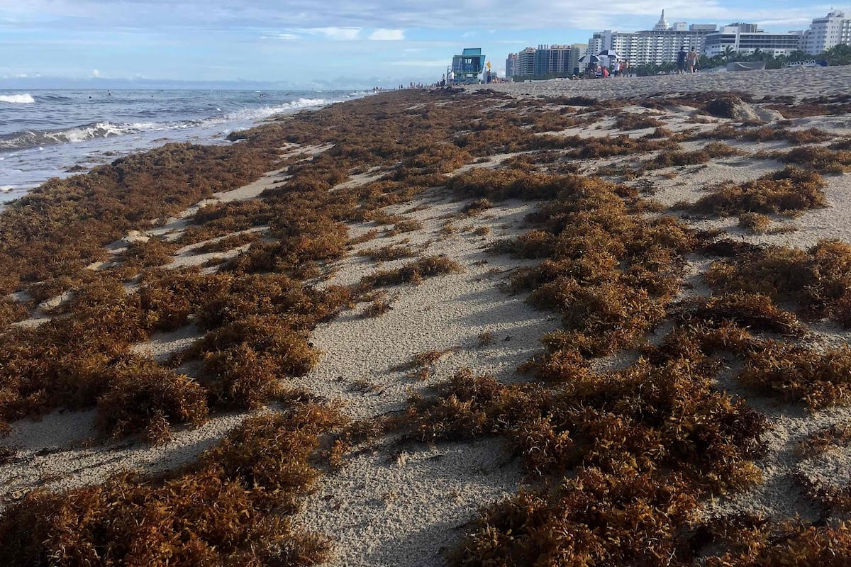 Sargazo en las playas de México