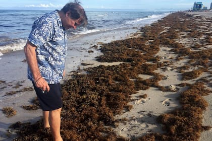 Sargazo en las playas de México